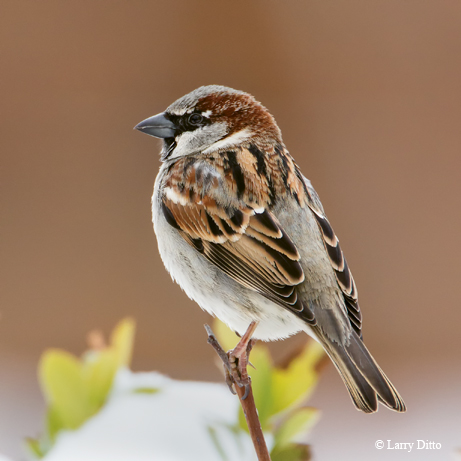 bird